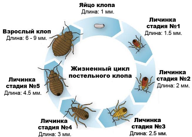 Клопы и новая мебель